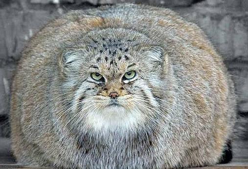 Los gatos más gordos del mundo